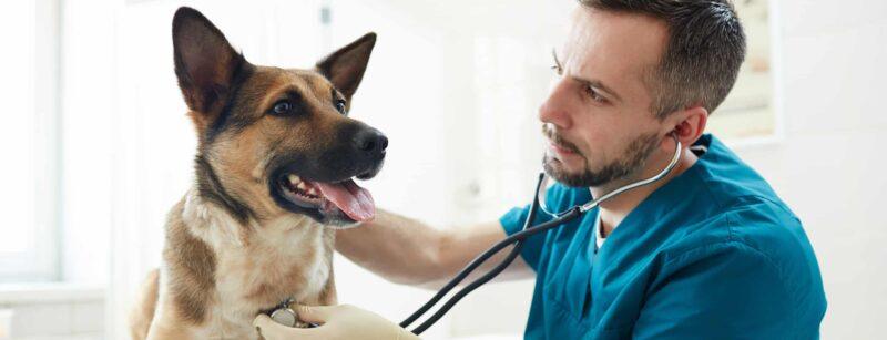 Wellness Care
