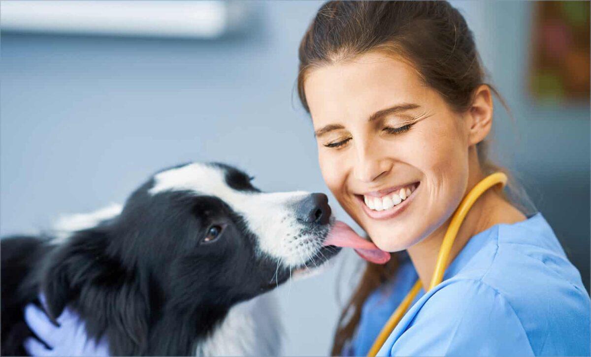 Vet is licked by dog.