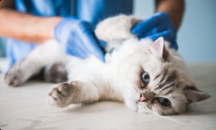 Cat being examined