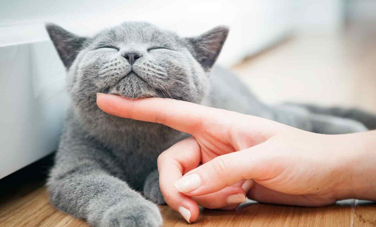 Gray Cat