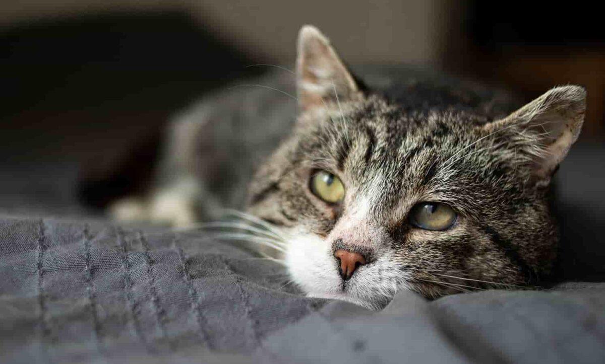 Resting cat