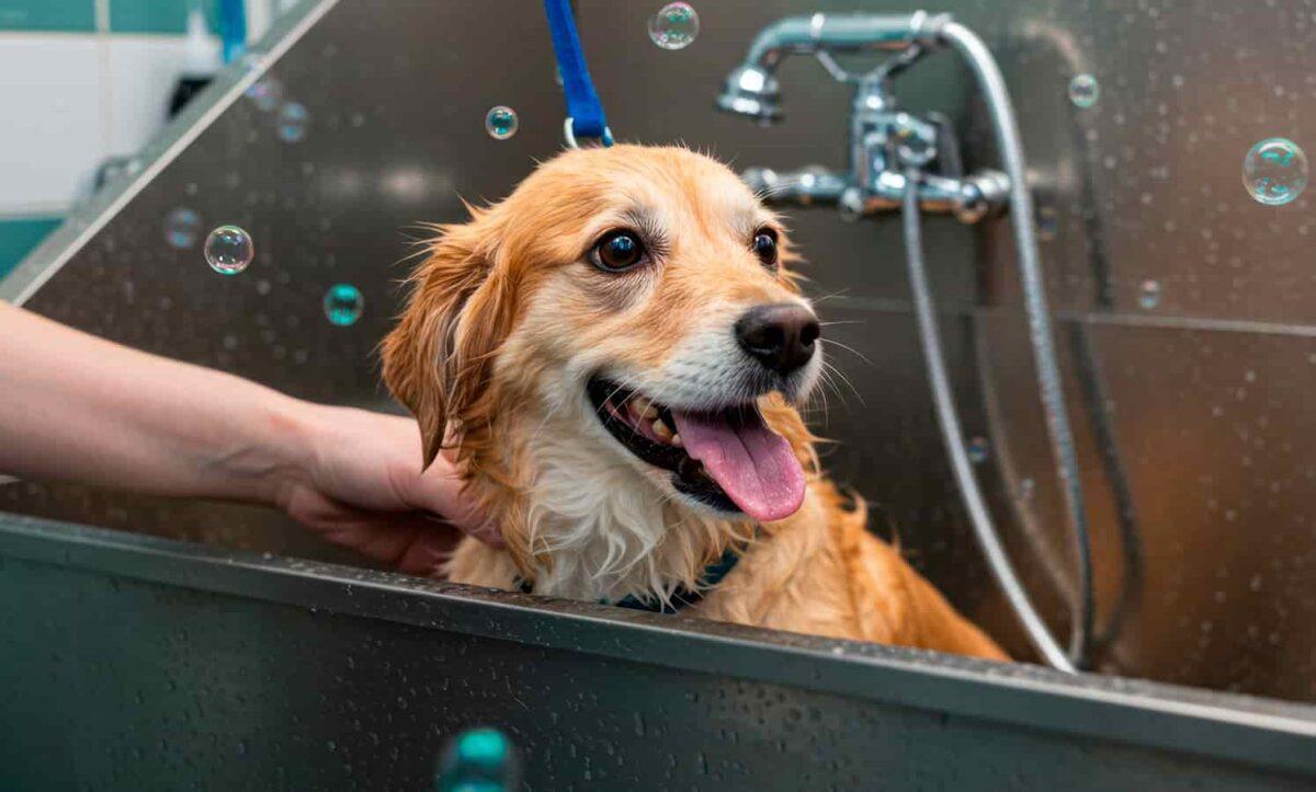 Dog bath