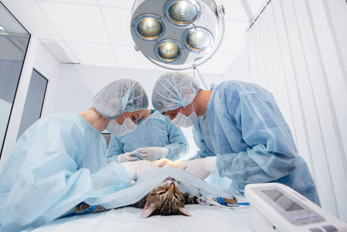 cat surgery